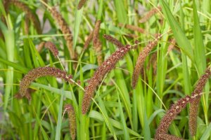 Bér italský (Setaria italica) – Profimedia.cz