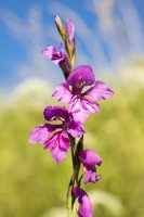 Kvetoucí mečík bahenní (Gladiolus imbricatus) – Iva Vagnerova / Shutterstock