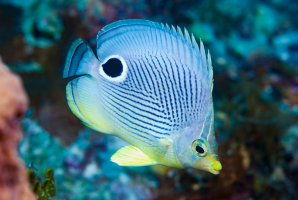 Klipka čtyřoká (Chaetodon capistratus) – Francesco_Ricciardi / Shutterstock