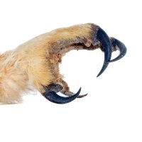 Vratiprst na noze sovy (vlevo dole) – James Ebanks / Shutterstock