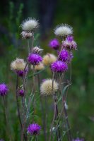 Kvetoucí sinokvět chrpovitý (Jurinea cyanoides) – ViktoriaIvanets / Shutterstock