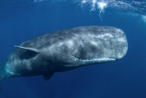 Vorvaň obrovský (Physeter macrocephalus) – Martin Prochazkacz / Shutterstock