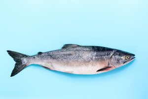 Losos gorbuša (Oncorhynchus gorbuscha) – Natalya Pekh / Shutterstock