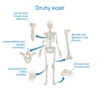Typy kostí – VectorMine / Shutterstock, český popis CoJeCo.cz