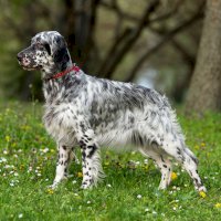 Anglický setr – Dorottya Mathe / Shutterstock