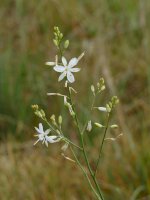 Bělozářka větvitá (Anthericum ramosum) – Lars Porta / Shutterstock