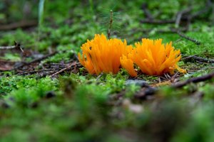 Krásnorůžek lepkavý (Calocera viscosa) – Marco.Warm / Shutterstock