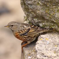 Pěvuška podhorní (Prunella collaris) – Somogyi Laszlo / Shutterstock