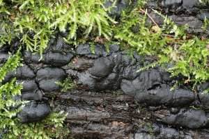 Černé plodnice houby spálenky (Kretzschmaria deusta; syn. Ustulina deusta) na kmeni stromu – Henri Koskinen / Shutterstock