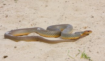 Štíhlovka východní (Coluber jugularis) – RazvanZinica / Shutterstock