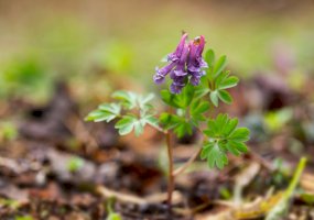 Dymnivka dutá (Corydalis cava) – Ihor Hvozdetskyi / Shutterstock