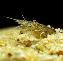 Garnát obecný (Crangon crangon) – slowmotiongli / Shutterstock