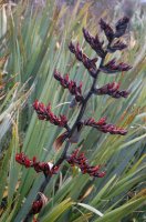 Lenovník obecný (Phormium tenax) – Lakeview Images / Shutterstock