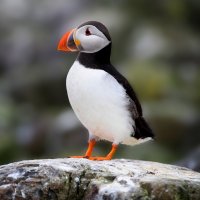 Papuchalk ploskozobý (Fratercula arctica) – Mark Caunt / Shutterstock