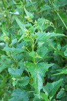 Lebeda zahradní (Atriplex hortensis) – Orest lyzhechka / Shutterstock