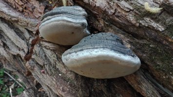Troudnatec kopytovitý (Fomes fomentarius) – Kadamedo / Shutterstock