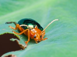 Prskavec (Brachinus alternans) – johannviloria / Shutterstock