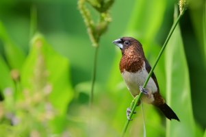 Chůvička (Lonchura striata) – Wei Ming Hung / Shutterstock