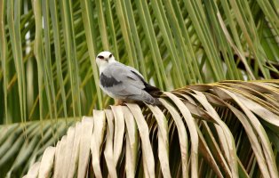 Luněc australský (Elanus axillaris) – RealityImages / Depositphotos