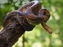 Svinutý hroznýš královský (Boa constrictor) – Karel Bartik / Shutterstock