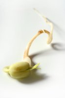 Klíčící sojový bob – lunamarina / Shutterstock