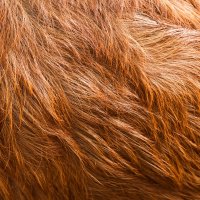 Kozí srst – LittlePerfectStock / Shutterstock