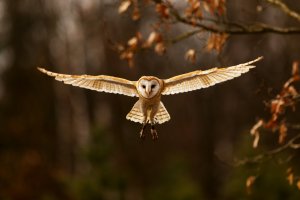 Letící sova pálená (Tyto alba) – Michal Ninger / Shutterstock