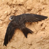 Rorýs obecný (Apus apus) – Miroslav Hlavko / Shutterstock