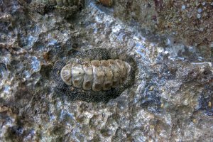 Chroustnatka (Polyplacophora molluscs) – Sanatana / Shutterstock