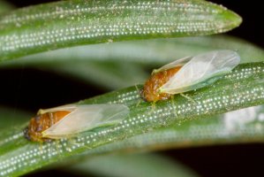 Korovnice smrková (Sacchiphantes abietis) – Tomasz Klejdysz / Shutterstock