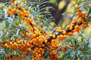 Rakytník řešetlákový (Hippophae rhamnoides) – Sergei Mischenko / Shutterstock