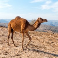 Dromedár, velbloud jednohrbý (Camelus dromedarius) – Fabian Junge / Shutterstock
