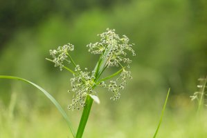 Skřípina lesní (Scirpus sylvaticus) – Ihor Hvozdetskyi / Shutterstock