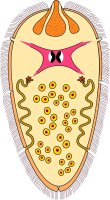 Miracidium motolice jaterní (Fasciola hepatica), ilustrace – Kazakova Maryia / Shutterstock