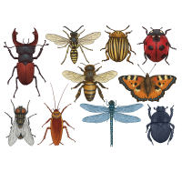 Některé hmyzí druhy (Ectognatha, Insecta) – Bodor Tivadar / Shutterstock