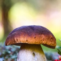 Klobouk houby – Krasula / Shutterstock