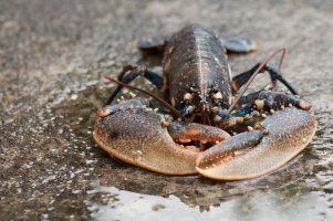 Humr obecný (Homarus gammarus) – Oksana Schmidt / Shutterstock