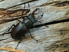 Roháč obecný (Lucanus cervus) – Andrea Mangoni / Shutterstock