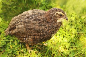 Křepelka japonská (Coturnix japonica) – Augenstern / Shutterstock