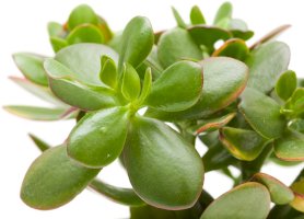 Tlustice vejčitá (Crassula ovata) – Tamara Kulikova / Shutterstock