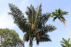 Arenga cukrodárná (Arenga saccharifera) – Sanatana / Shutterstock