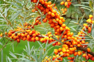 Rakytník řešetlákový (Hippophae rhamnoides), větvička s listy a plody – Miroslav Hlavko / Shutterstock