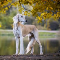 Saluki – Svetlay / Shutterstock