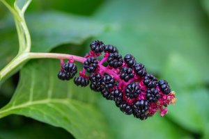 Líčidlo americké (Phytolacca americana) – Iva Vagnerova / Shutterstock