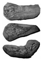 Fosilní pozůstatky vyhynulé ryby z rodu Osteolepis – Morphart Creation / Shutterstock