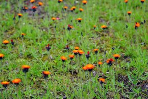 Jestřábník oranžový (Hieracium aurantiacum) – EQRoy / Shutterstock