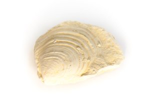 Zkamenělina vymřelého mlže rodu Inoceramus – michal812 / Shutterstock