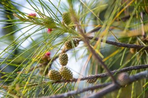 Přesličník přesličkolistý (Casuarina equisetifolia), detail větvičky se šiškami – liu yu shan / Shutterstock