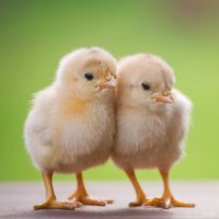 Kuře – Santirat Praeknokkaew / Shutterstock