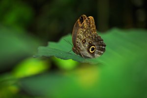 Morpho helenor peleides, spodní strana křídel – Ondrej Prosicky / Shutterstock